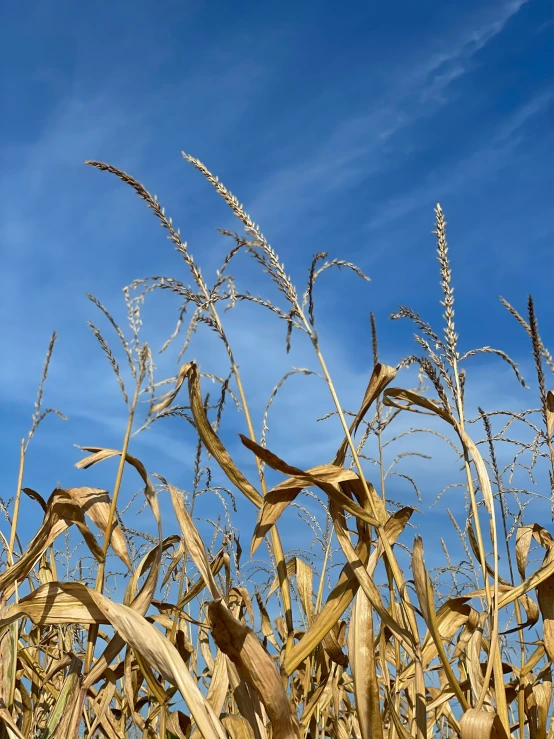 the stalks of corn are covered with dew