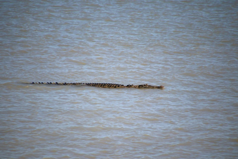 several birds sitting on the edge of a long  in the water