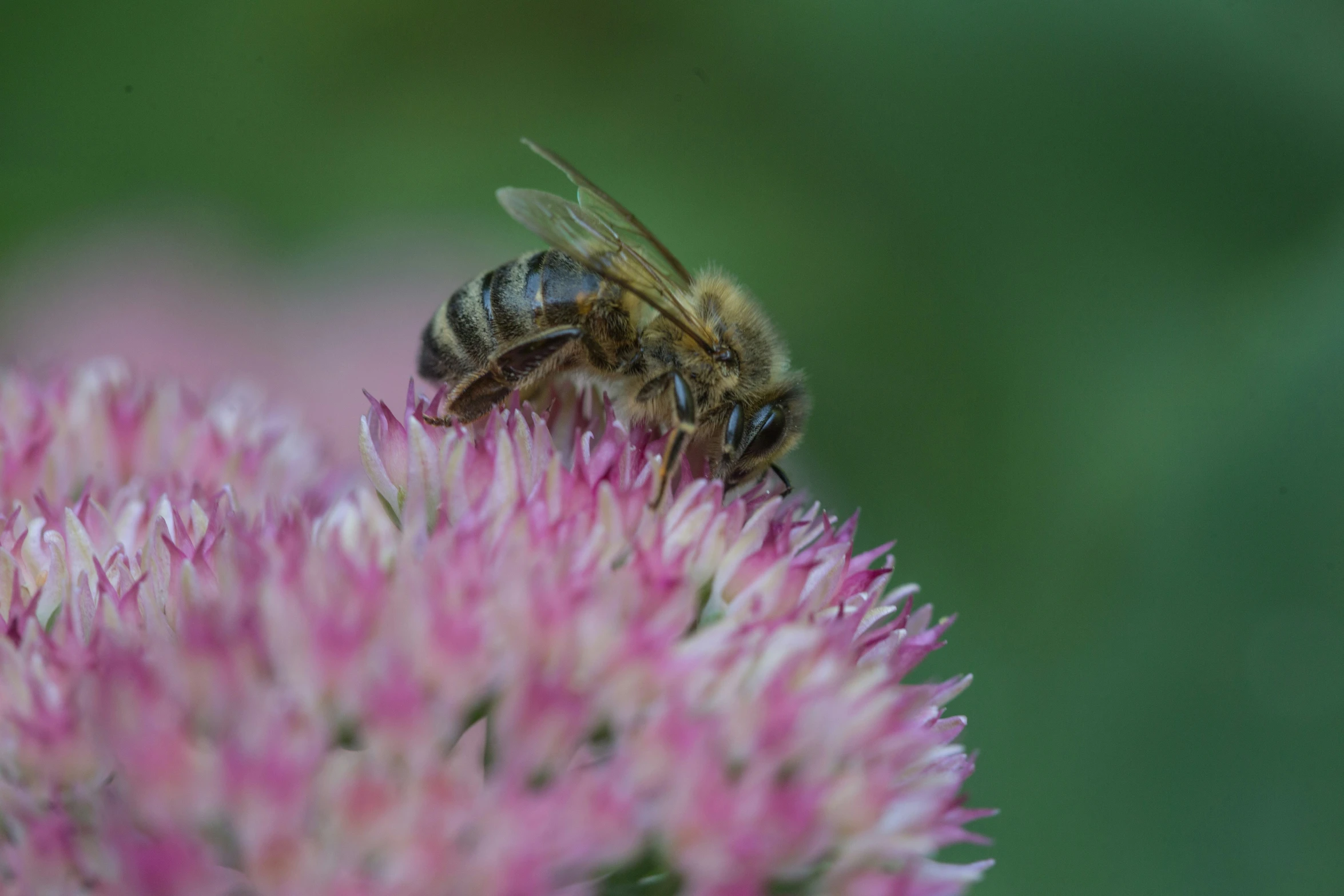 a bee is on a pink flower looking around