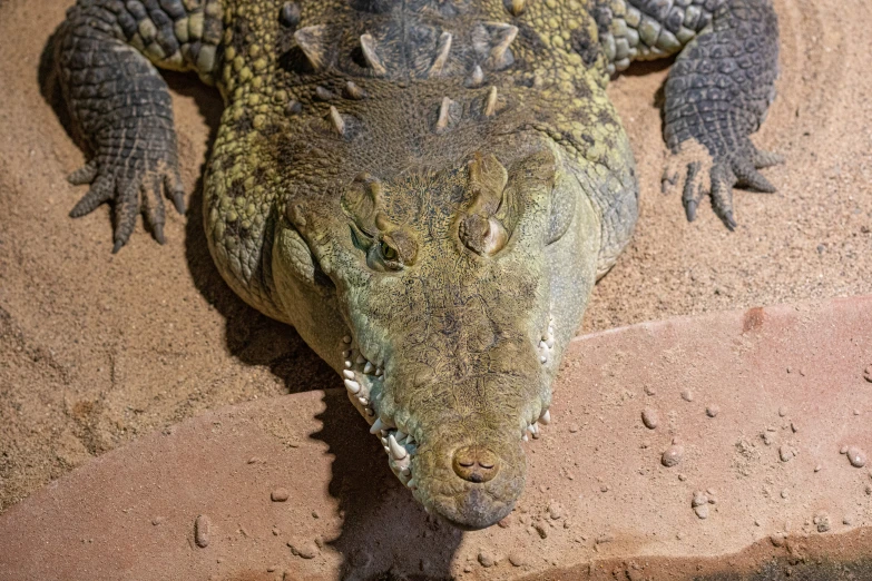 an alligator is sitting on sand next to water