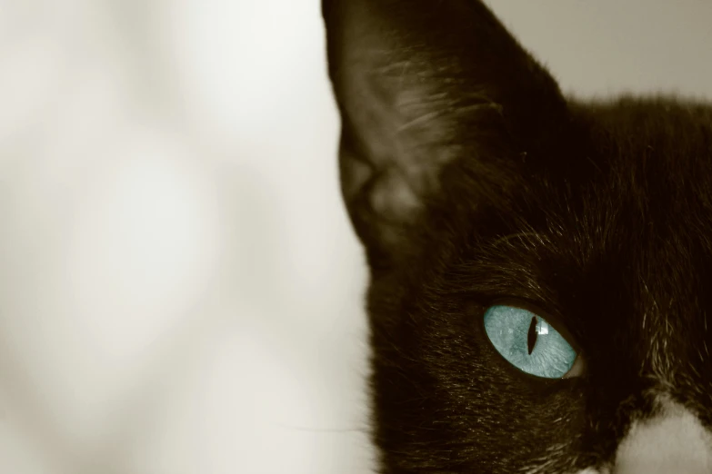 close up po of a blue eye and cat