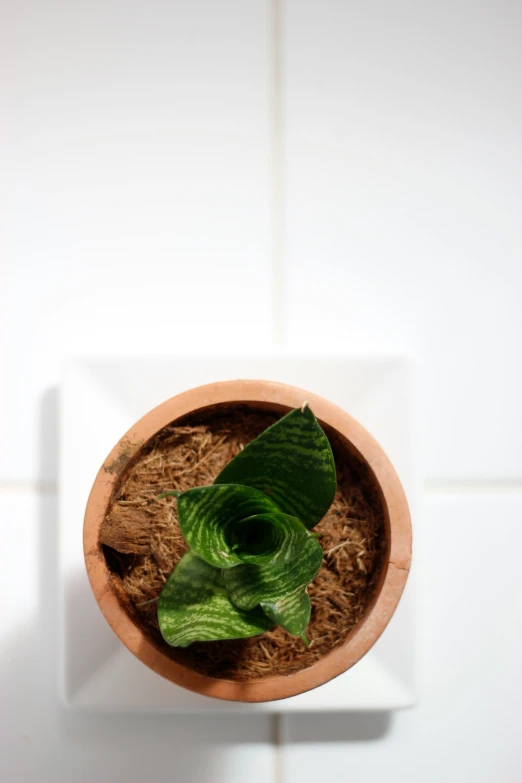a leafy green plant is shown in a pot