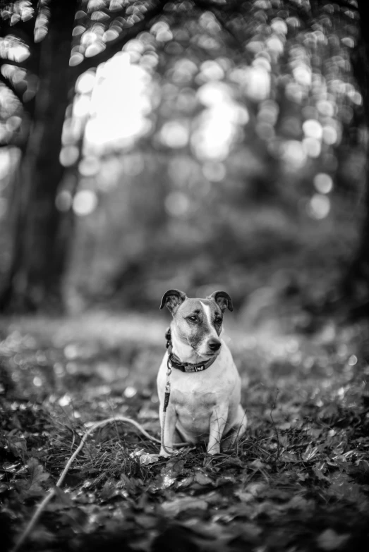 black and white pograph of small dog in woods