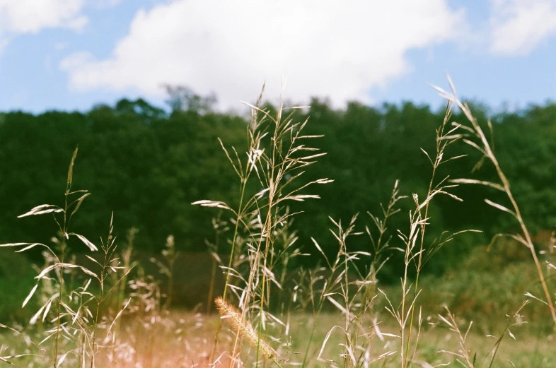 green grass with trees in the background