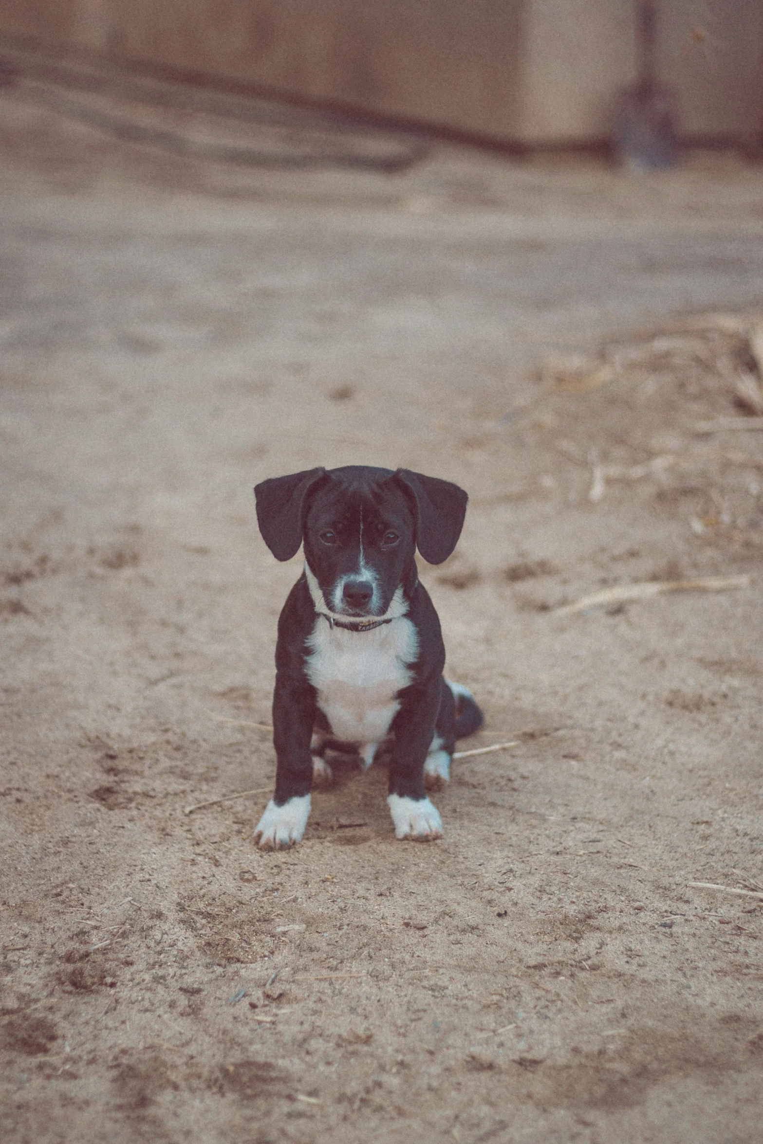 there is a little black and white puppy sitting down