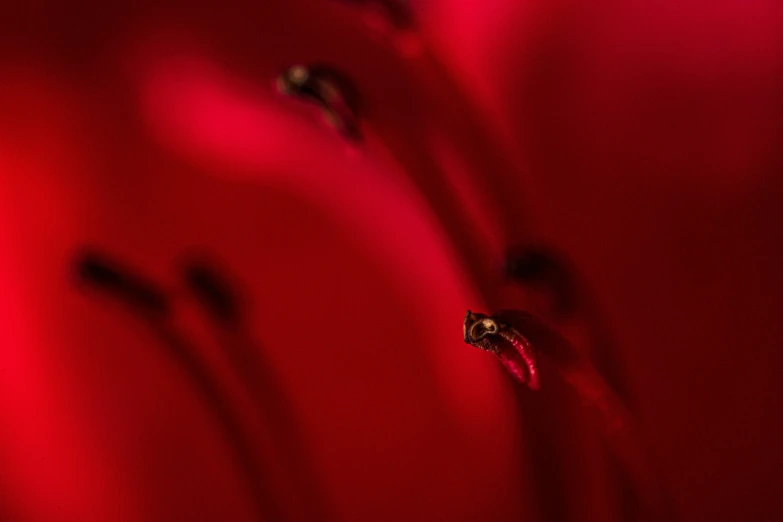 red colored background with an image of a ring