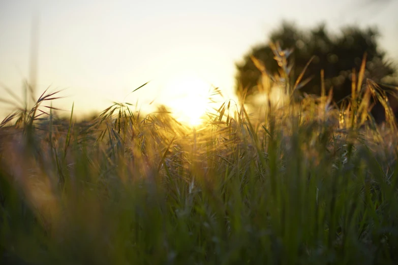 the sun sets on a grassy plain that is almost empty