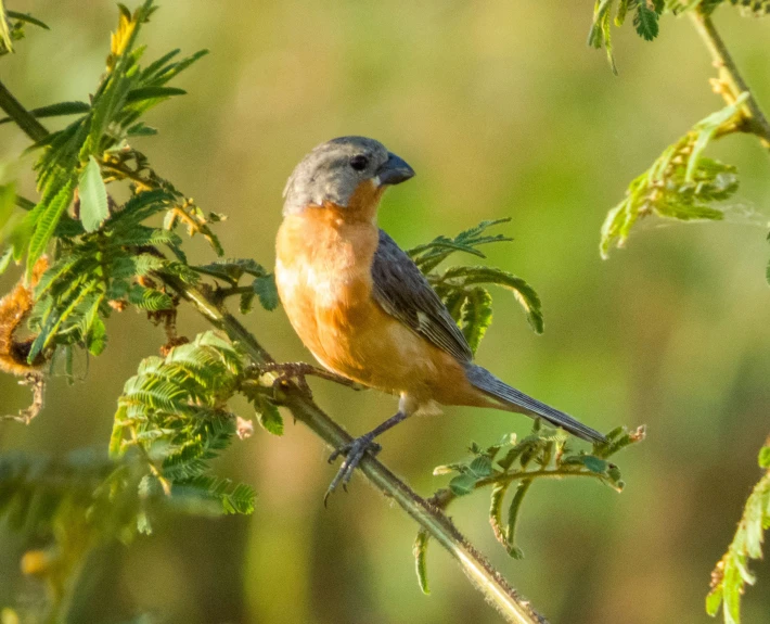 a blue and orange bird perched on a nch