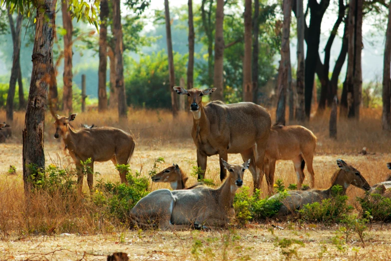 several brown horses and other animals in a field