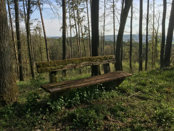 a bench sitting in the woods near a tree