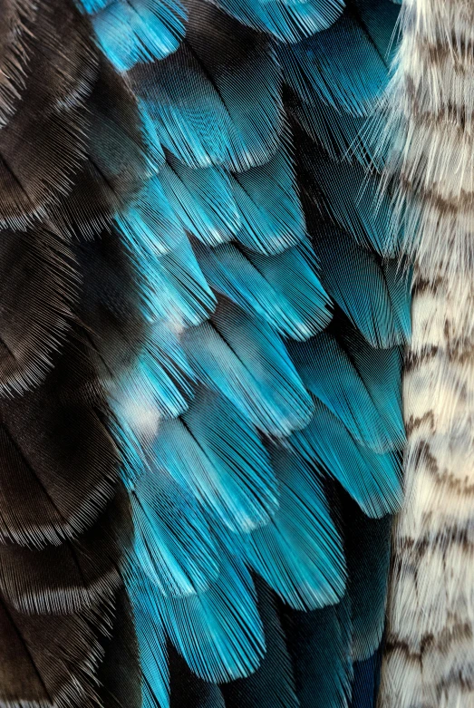 close up of a very colorful bird feathers