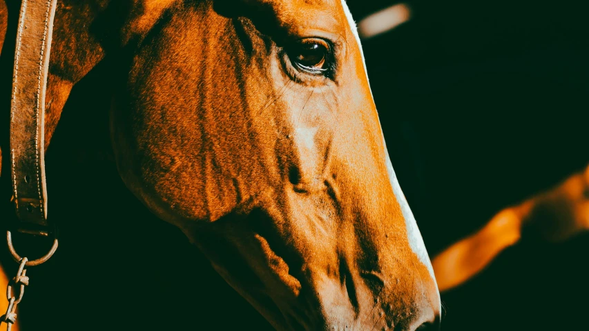 a blurry s of a brown horse with its face