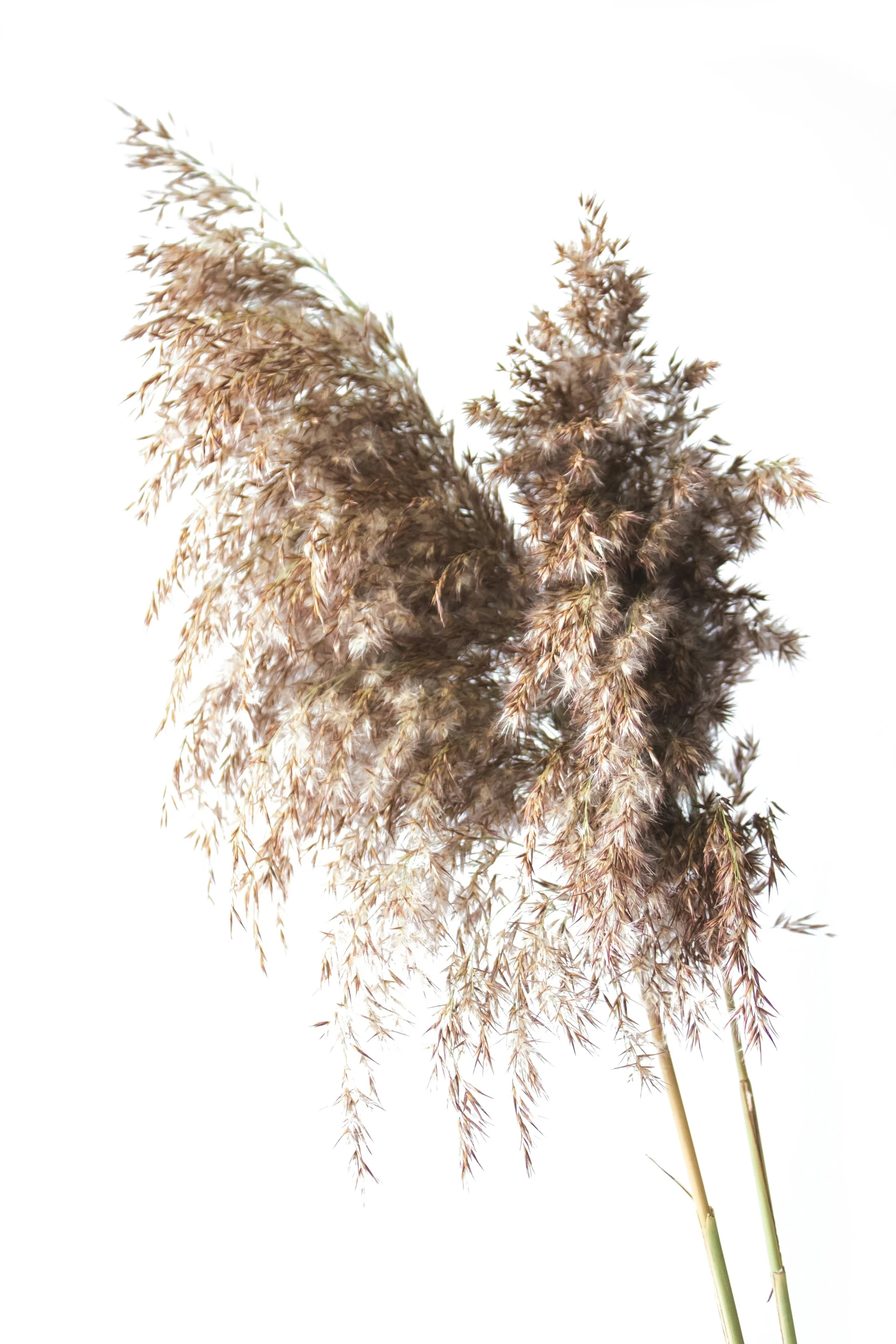 tall green plants grow in a white vase