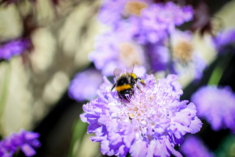 a bee on a flower in the middle of the day