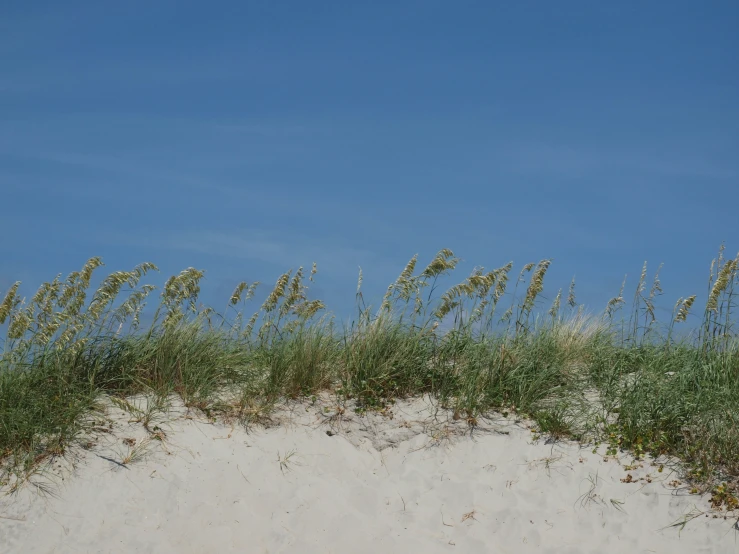 the sand dunes are littered with tall grass