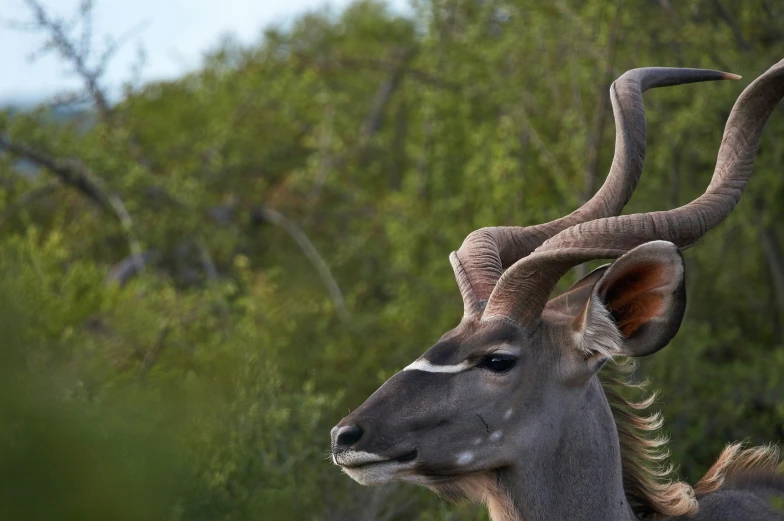 a ram with large horns in grassy area