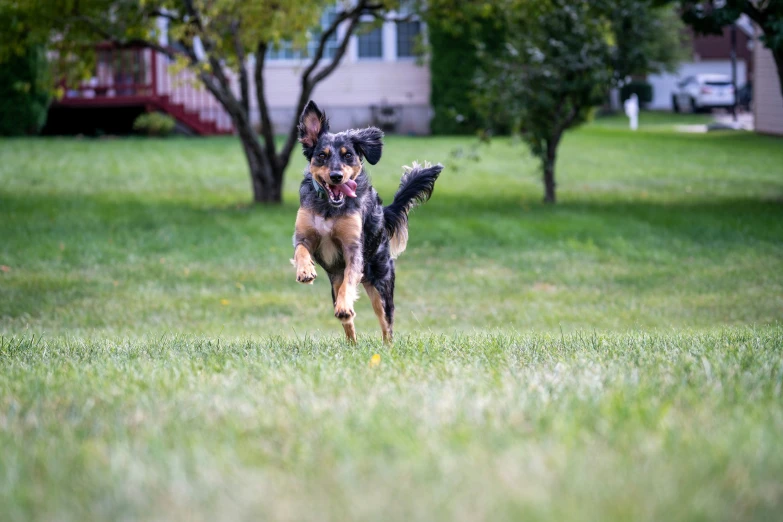 a german shepherd dog running across the grass toward soing