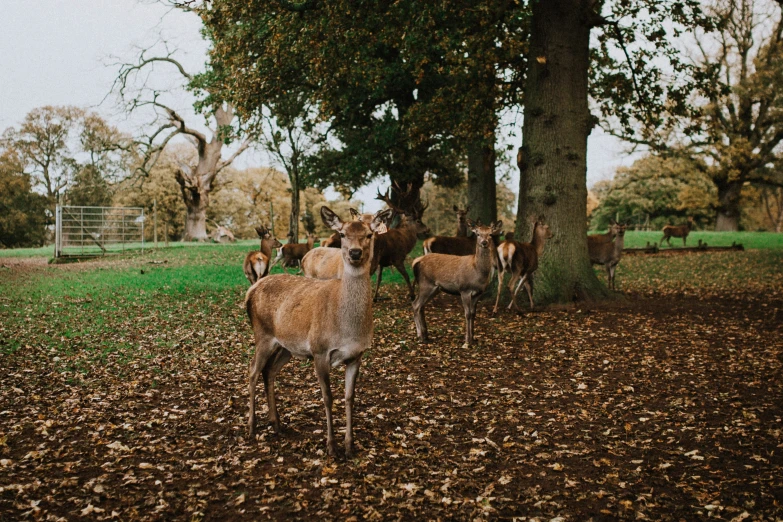 several deer standing around in an enclosure with leaves on the ground