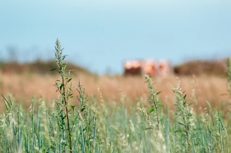 the green weeds are growing out of the field