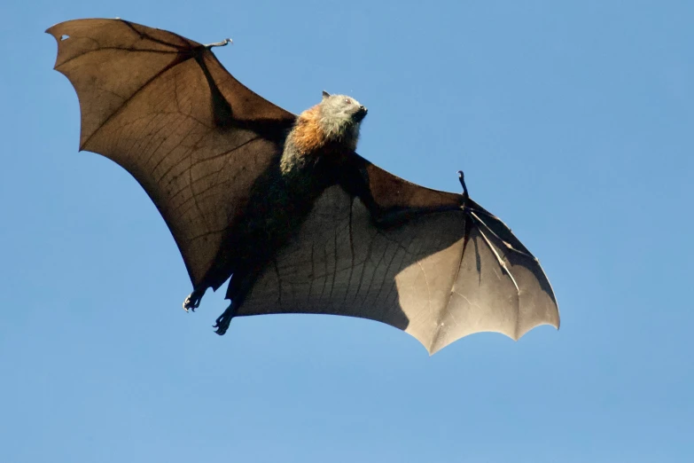 a close up of a bat on a clear day