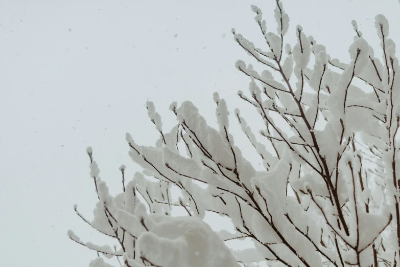 a tree without leaves in the snow