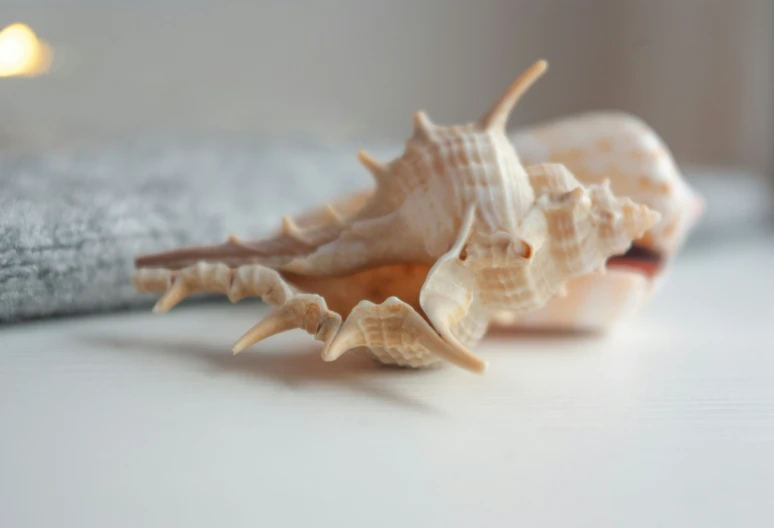 three shells of different sizes and sizes on a table