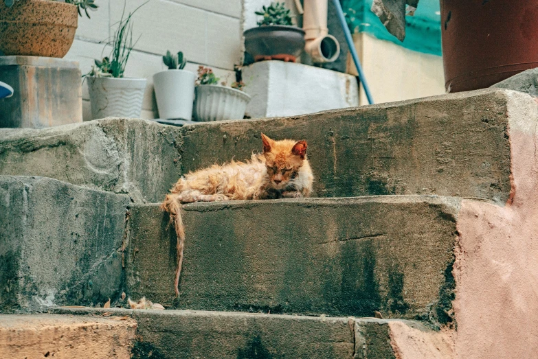 an orange cat laying down on top of a stone stair