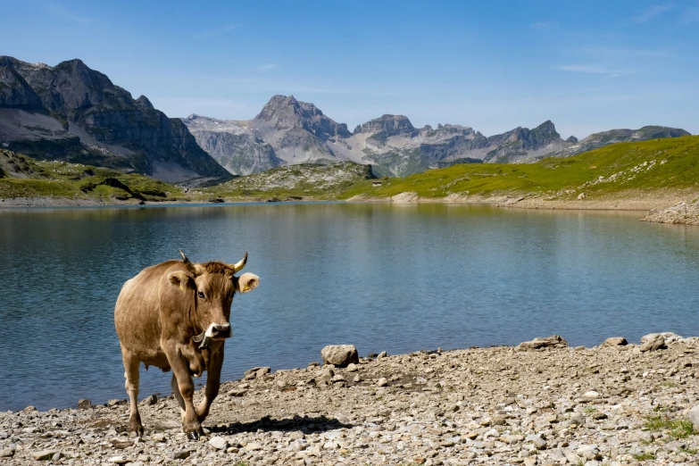 a brown cow walking along a rocky riverbank next to a mountain