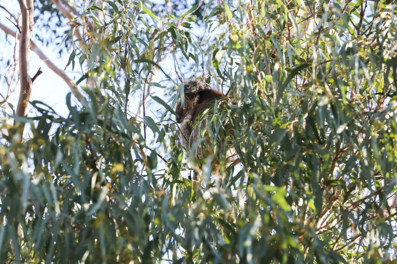 a bird sitting in a tree near the tops of trees