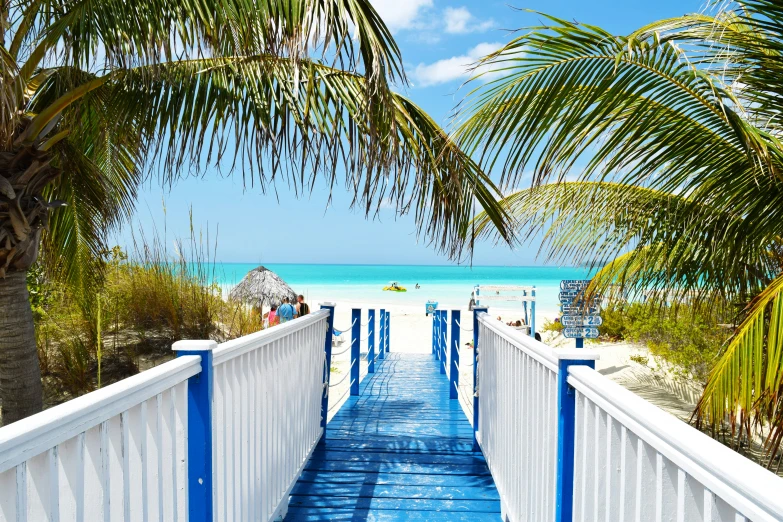 a walkway through palm trees leading to the beach