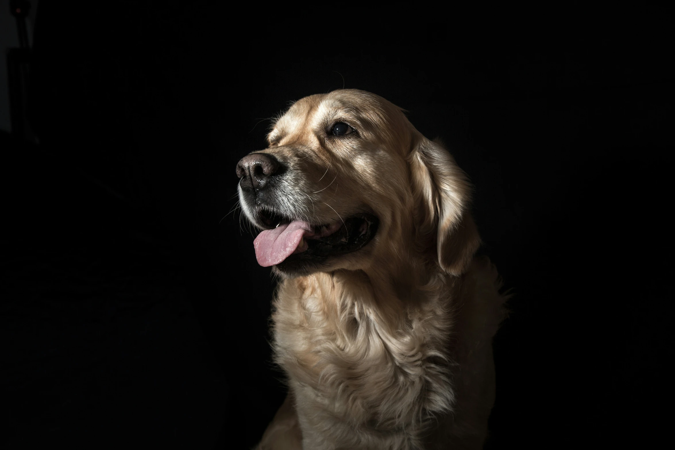 a close up of a dog panting on a dark background