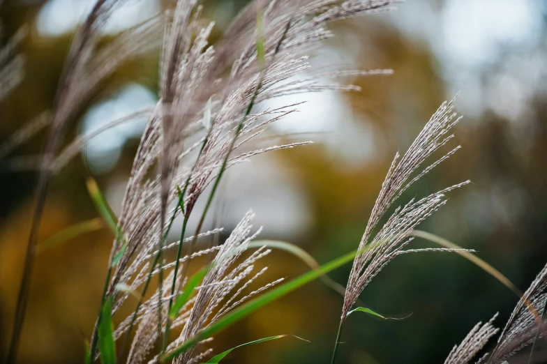 a plant that is growing in the grass