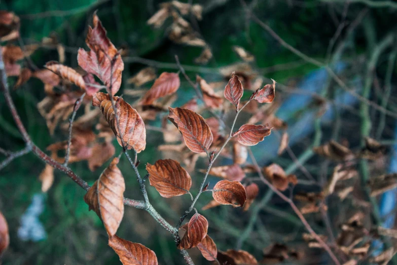 red leaves growing on nches and leaves in the background