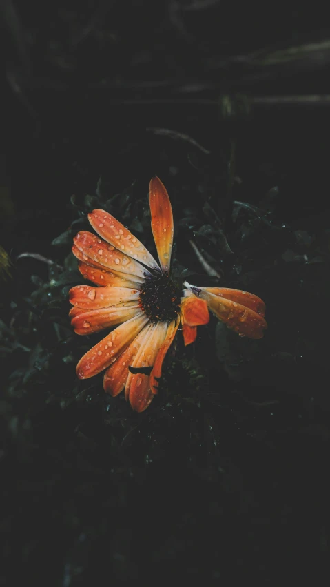 orange and yellow flower with lots of water droplets