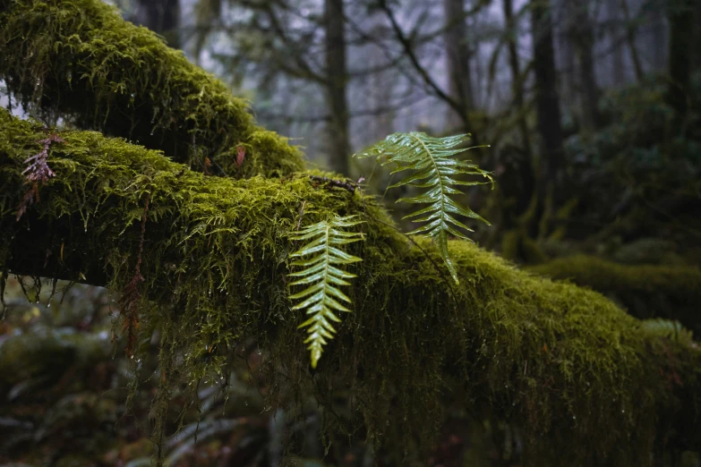 an evergreen leaf sitting on top of a moss covered tree nch