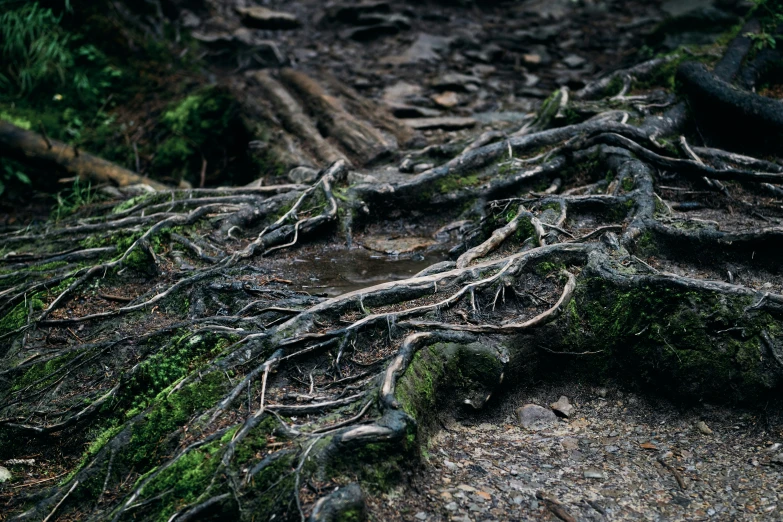 a pile of tree roots on a muddy road