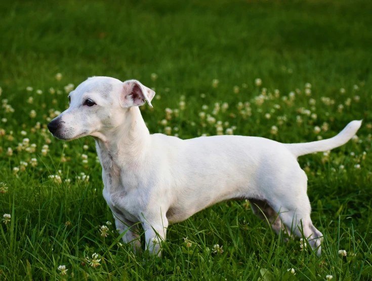 a white dog standing in a field of green grass and flowers