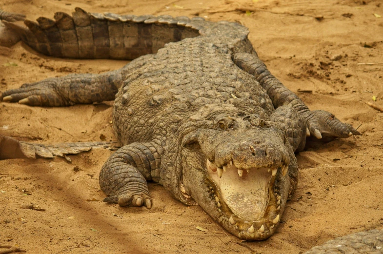 a crocodile is on a sandy ground by itself