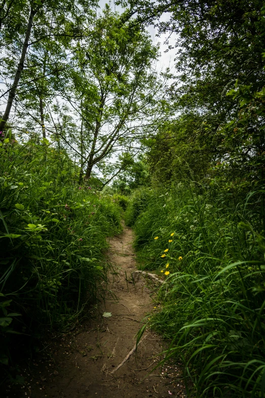 a path with bushes and yellow flowers on both sides