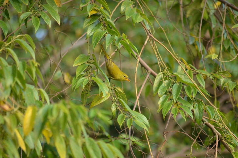 a bird that is sitting on a nch