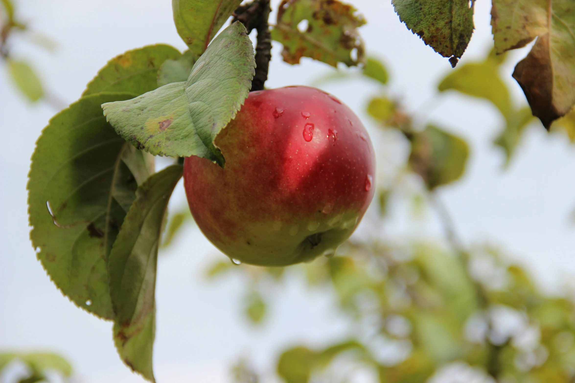 an apple on a tree nch with water drops