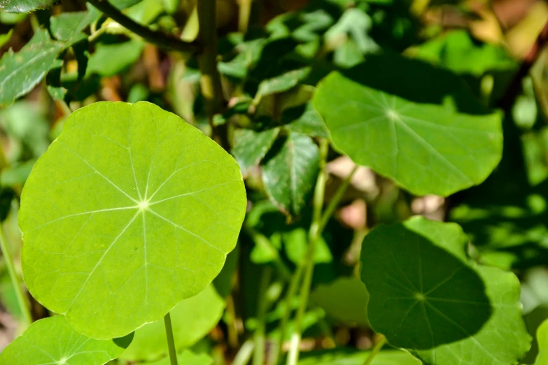 the leaves of a plant are very green