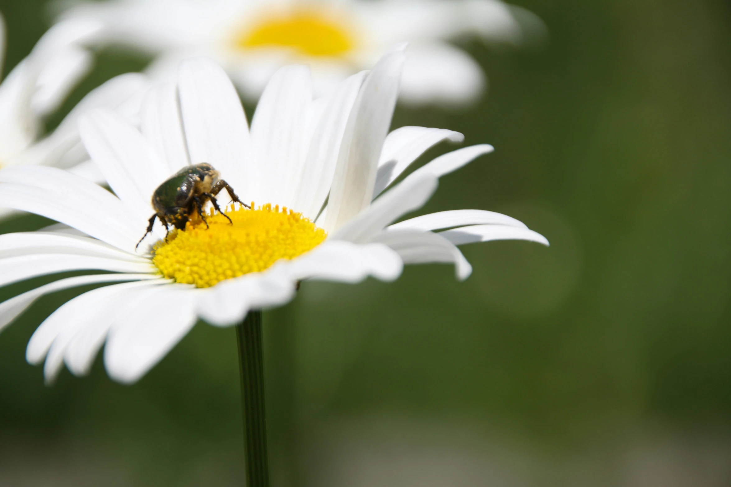 a small bee on top of a white flower