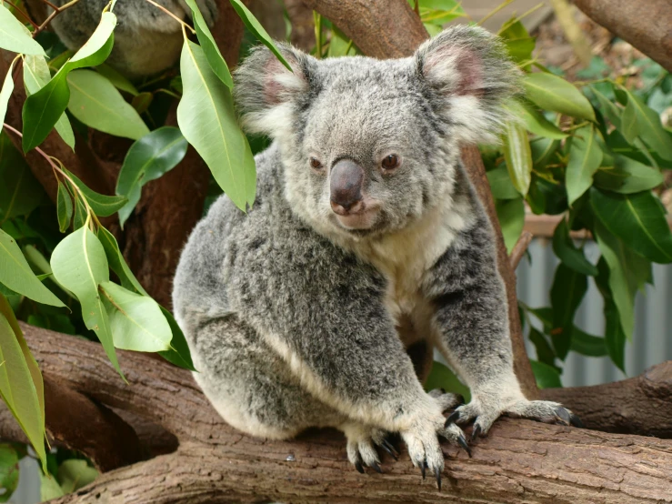 a close up of a koala on a tree nch