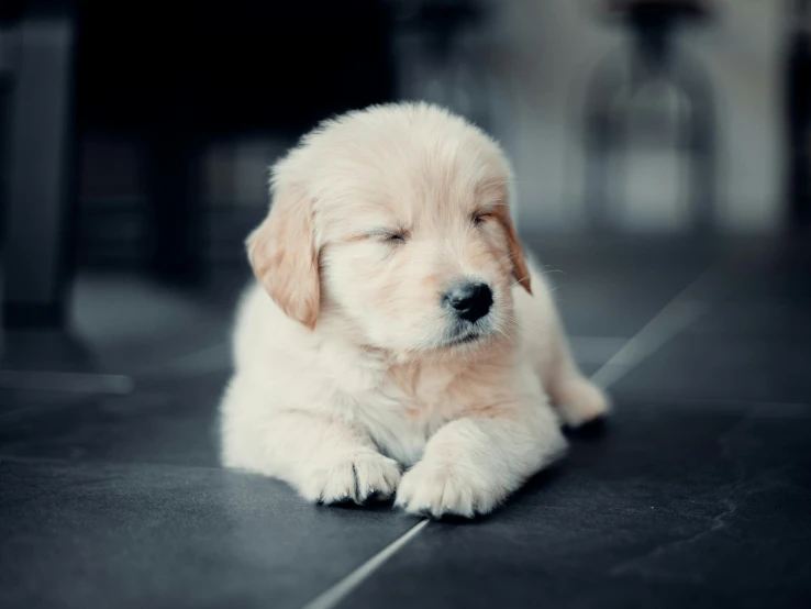 a white puppy laying on a black leather floor