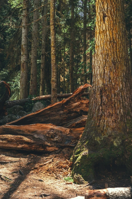 an open area in the woods with trees and logs