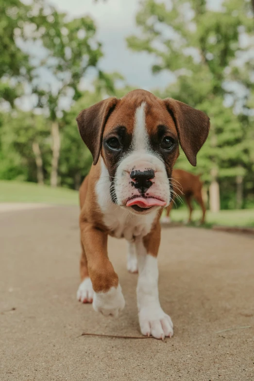 a cute brown and white dog walking across a dirt road