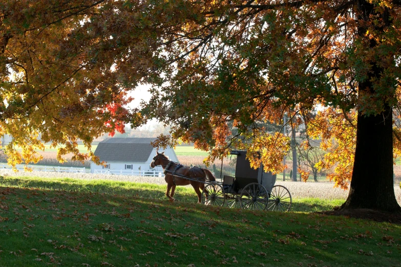 a horse and buggy riding through the green grass