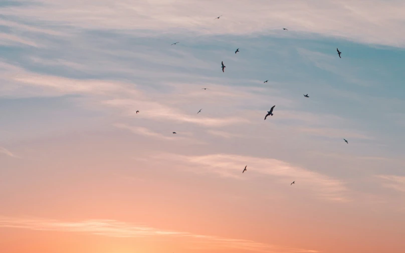 a group of birds flying at sunset