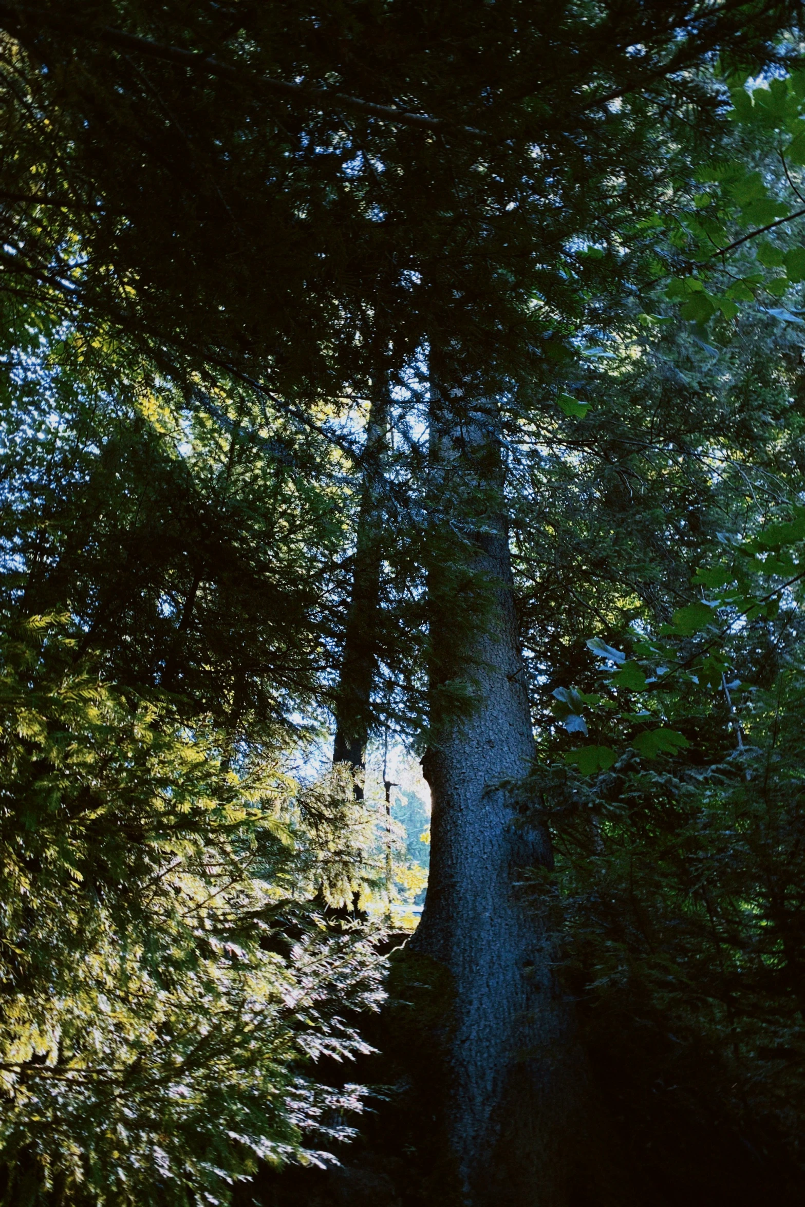 the sun shining through trees and grass in the woods